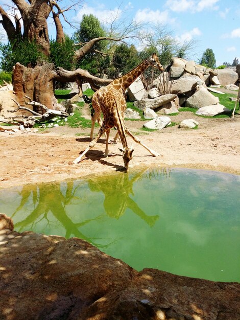 Foto giraffe sulla riva di un lago nella foresta