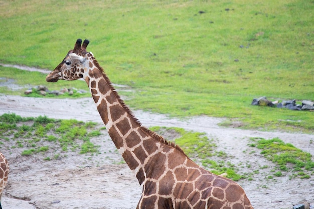 Giraffes living outdoors eating multiple single african