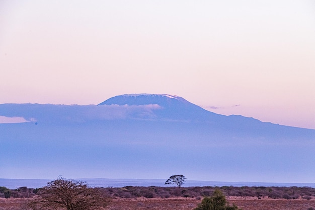 Giraffes Mount Kilimanjaro Landscapes Wildlife Animals Amboseli National Park Kajiado County Kenya