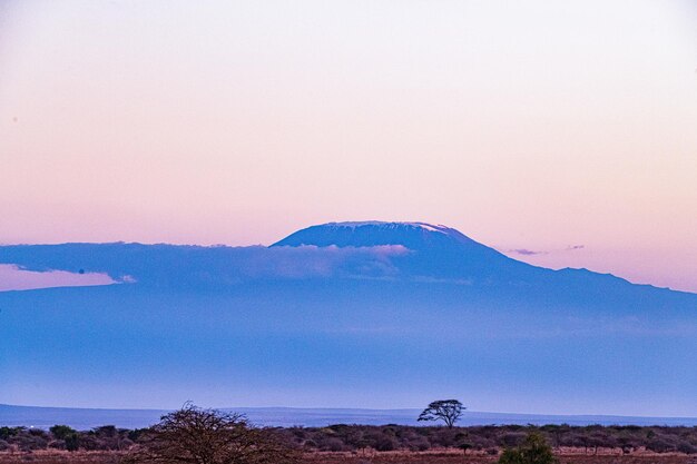 Photo giraffes mount kilimanjaro landscapes wildlife animals amboseli national park kajiado county kenya