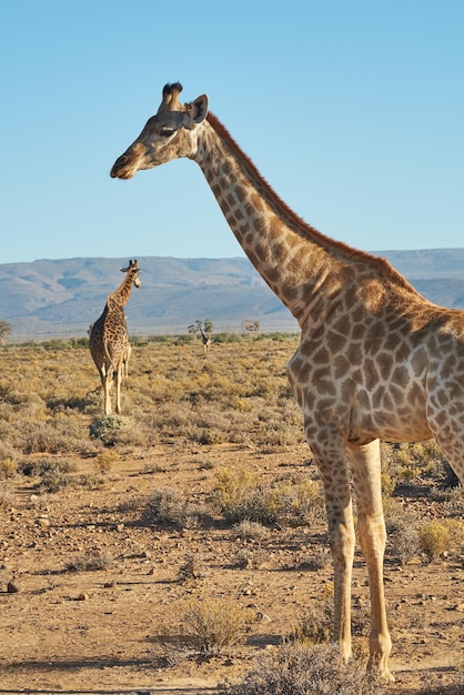 Giraffes in the safari outdoors in the wild on a hot summer day\
wildlife conservation national park with wild animals walking on\
dry desert sand in africa a long neck mammal in the savannah\
region