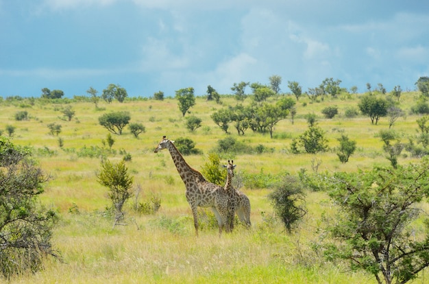 Giraffes in savanna, Kruger national park, South Africa