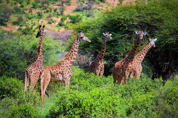 Photo giraffes on savanna safari in tsavo west kenya africa