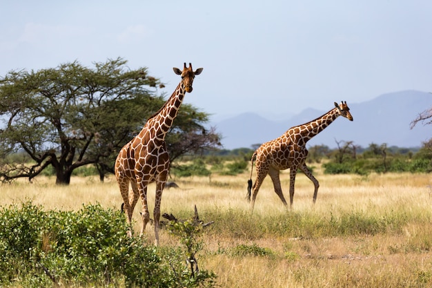 Giraffes in the savannah of Kenya with many trees and bushesgiraffe