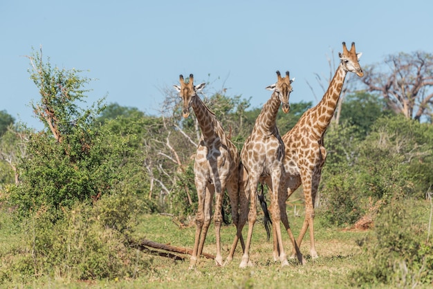 Giraffes standing on field against sky during sunny day