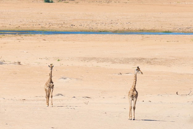 Foto giraffe in piedi sulla sabbia