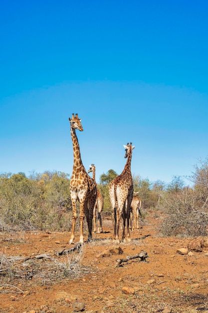 Giraffes walk across the African savannah in a sunny day