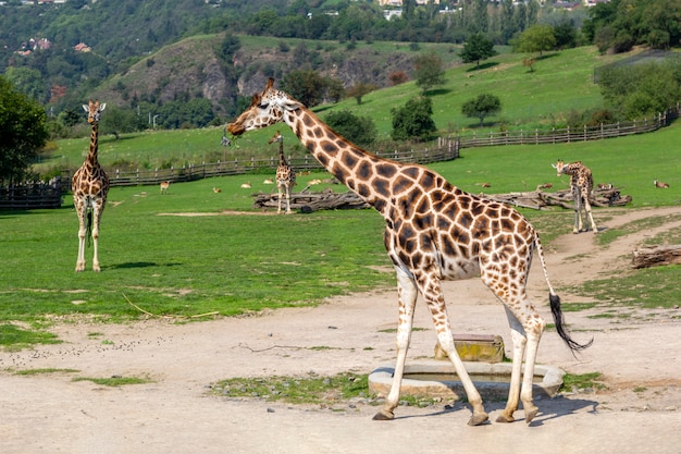 キリンは緑の野原、野生の動物の上を歩きます。