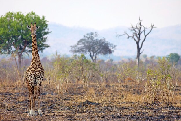 Giraffes walking on field against sky