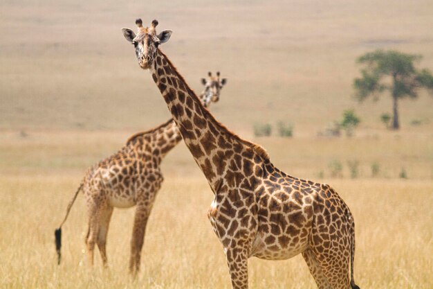 Foto giraffe che camminano sul campo