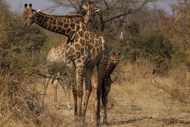 Photo giraffes with calf kruger national park south africa