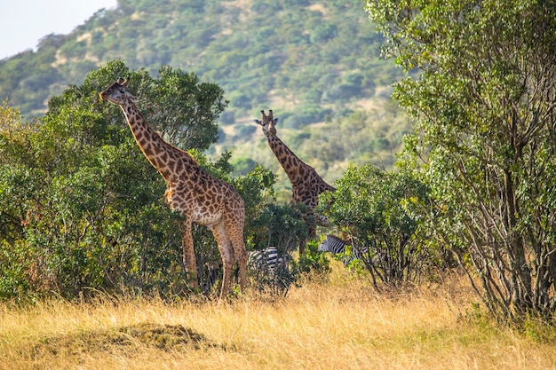 Giraffes and zebras eating in the Masai Mara national park, animals in the wild in the savannah. Kenya