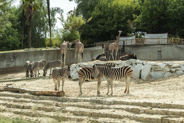 キリン、シマウマ、ヌーは、西洋の動物園で準飼育下で飼育されています。