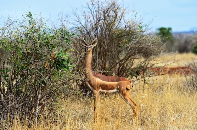 アフリカのサバンナのキリン科ジェレヌクアンテロープ