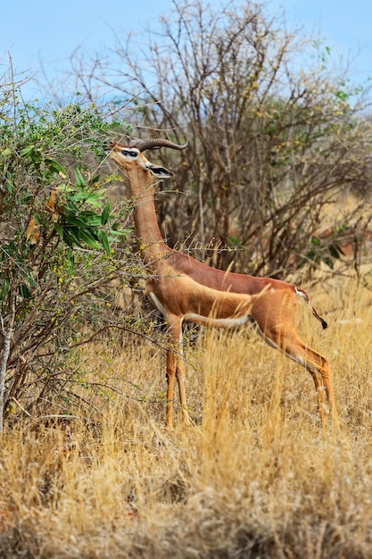 アフリカのサバンナのキリン科ジェレヌクアンテロープ