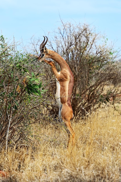 Giraffidae gerenuk antilope in de Afrikaanse savanne