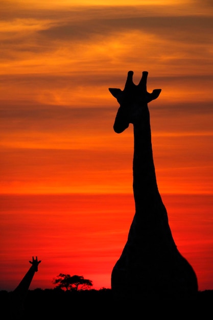 Giraffs at sunset botswana