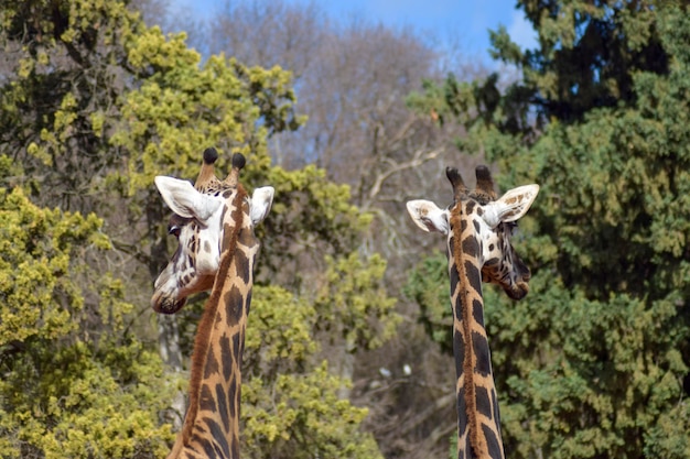 Girafpaar in de jungle