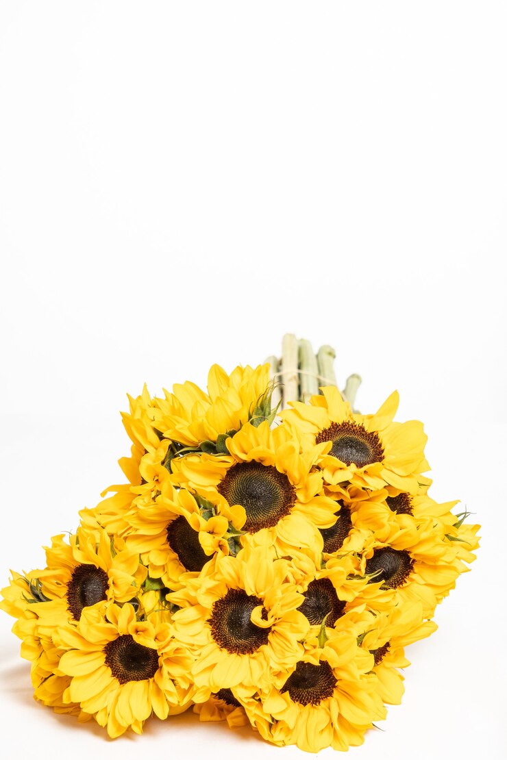 GIRASOLES