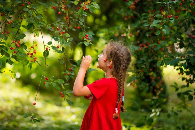 赤いドレスを着た6歳の女の子が、日没時に庭でさくらんぼを摘みます環境にやさしい製品