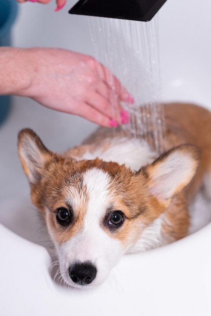 Girl bathes a small Pembroke Welsh Corgi puppy in the shower Cute looks with his muzzle down Happy little dog Concept of care animal life health show dog breed