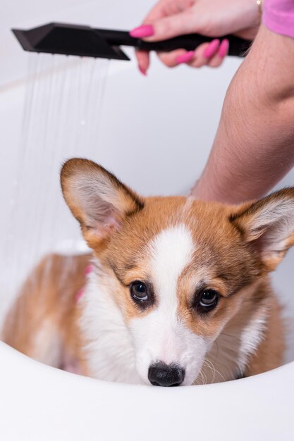 Foto la ragazza fa il bagno di un piccolo cucciolo di pembroke welsh corgi nella doccia. sembra carino con il muso abbassato. piccolo cane felice.