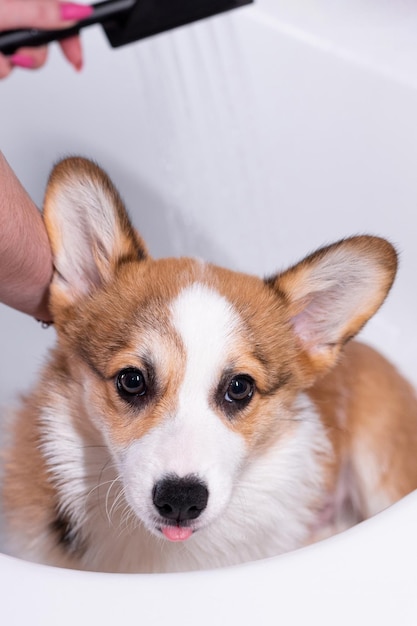 Girl bathes a small Pembroke Welsh Corgi puppy in the shower Cute stuck out his tongue Happy little dog Concept of care animal life health show dog breed