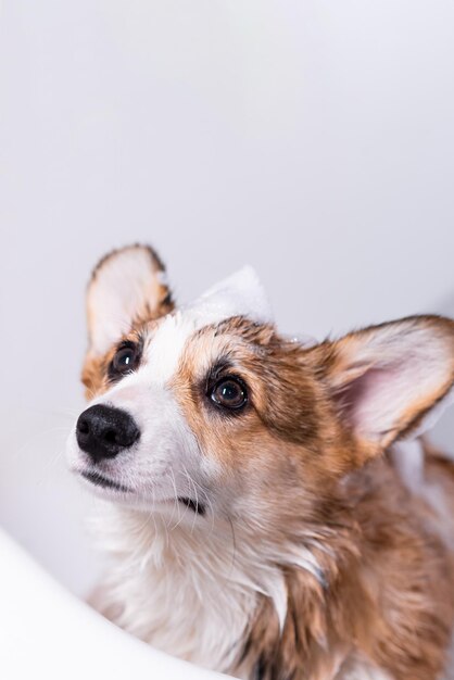 Girl bathes a small Pembroke Welsh Corgi puppy in the shower Funny dog with foam on his head Looks up Happy little dog Concept of care animal life health show dog breed