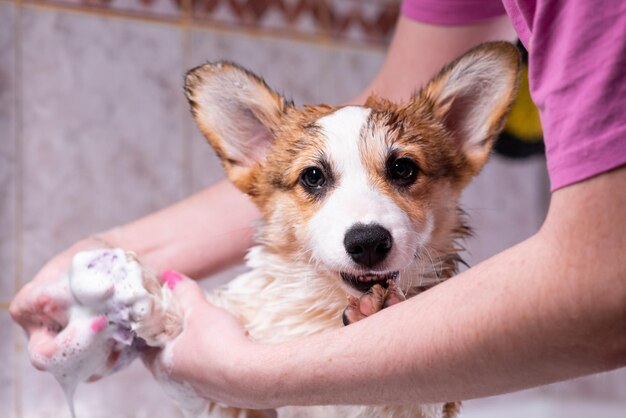 소녀는 샤워에서 작은 Pembroke Welsh Corgi 강아지를 고 소녀는 스폰지 브러쉬로 개 발을 고 행복한 작은 개 돌봄 개념 동물 생활 건강 쇼 개 품종