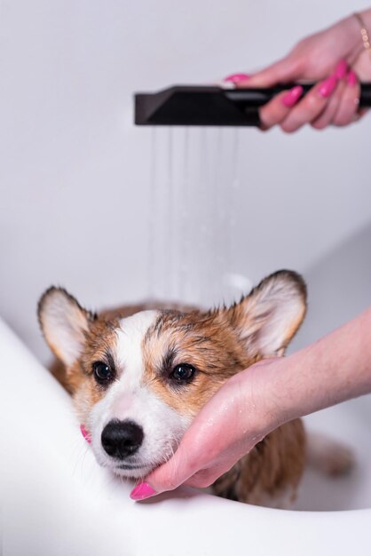 Girl bathes a small Pembroke Welsh Corgi puppy in the shower The girl washes off the foam with a shower Happy little dog Concept of care animal life health show dog breed