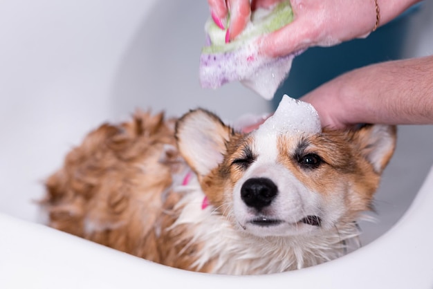 소녀는 샤워에서 작은 Pembroke Welsh Corgi 강아지를 목욕시니다. 소녀가 그녀의 머리에 거품을 적용하는 동안 그는 눈을 닫습니다. 행복한 작은 개.