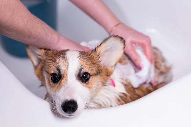 Girl bathes a small Pembroke Welsh Corgi puppy in the shower He looks at the camera while the girl rubs him with shampoo Happy little dog Concept of care animal life health show dog breed