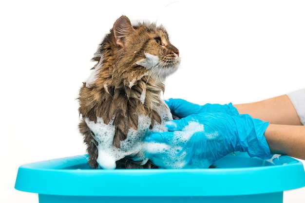 A girl in blue gloves washes a cat in a basin