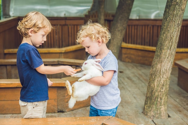 Girl and boy are fed rabbits in the petting zoo