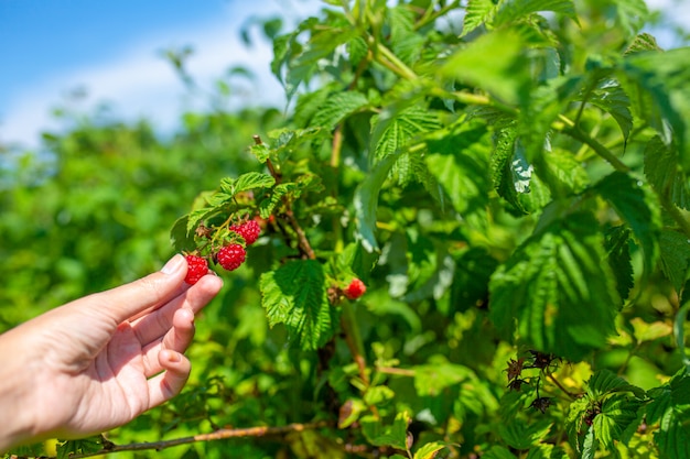 Girl on a bright sunny summer day picks red ripe raspberries from a green bush.