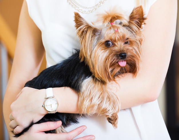  Girl caressing charming Yorkie terrier