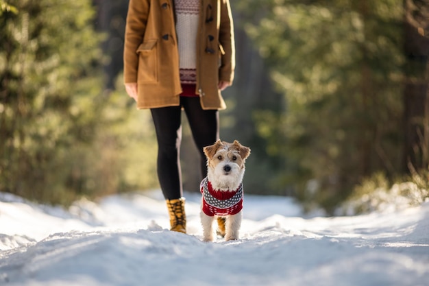 コートを着た女の子と、雪のクリスマスのコンセプトにある冬のトウヒの森で、新年のニットセーターを着たジャック・ラッセル・テリア犬