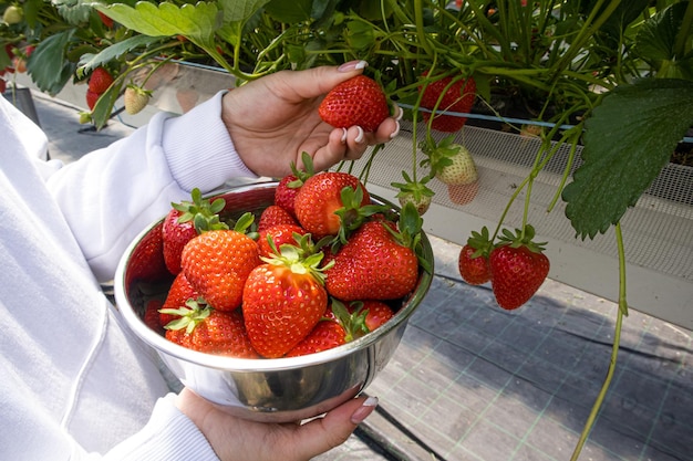 The girl collects fresh strawberries in a cup from a high bed Berry harvest