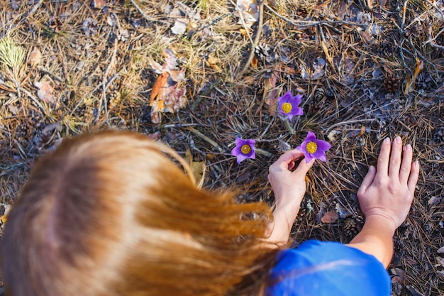 Photo the girl collects pasqueflower in the spring forest