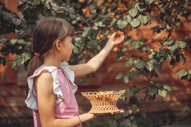 girl collects ripe apricot from a tree in his garden.