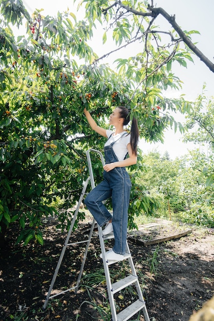 A girl collects ripe cherries in the garden.

