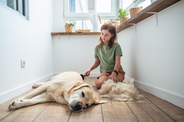 Photo girl combing the hair of her labrador dog problem spring molt pet