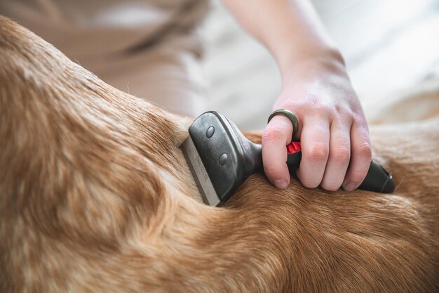 Photo girl combing the hair of her labrador dog problem spring molt pet