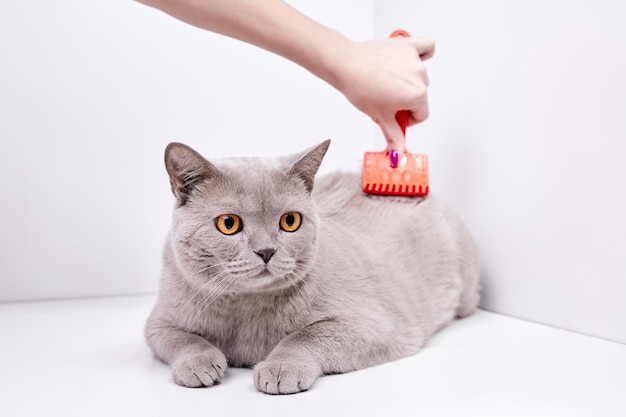 The girl combs the hair of a british shorthair cat