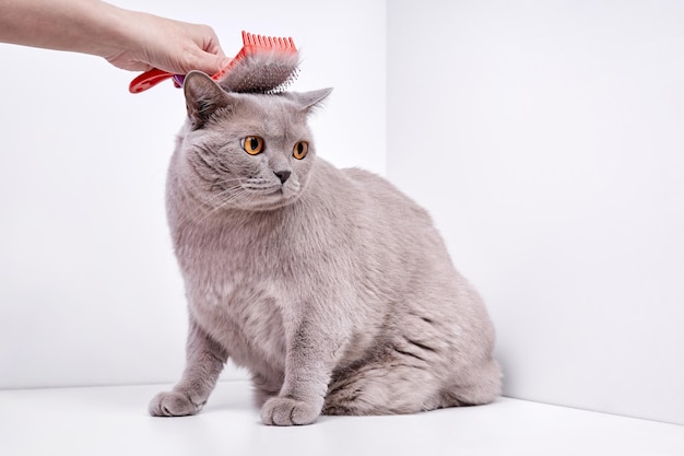 The girl combs the hair of a british shorthair cat