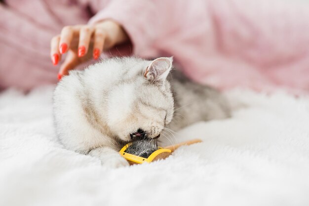 女の子は猫の毛をとかします女の子は猫の頭をなでます