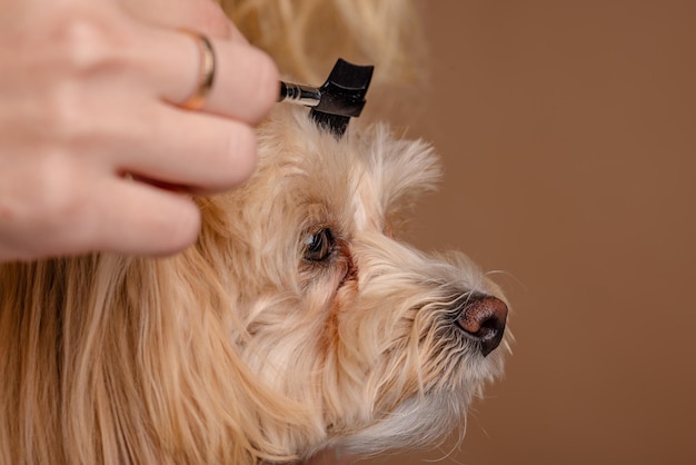 Foto la ragazza pettina i capelli di un cucciolo di razza maltipoo