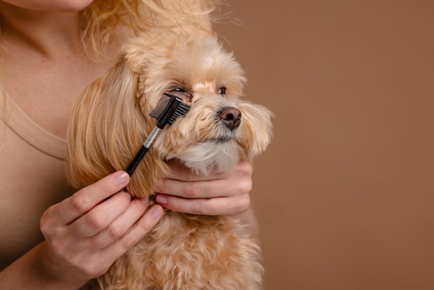 Foto la ragazza pettina i capelli di un cucciolo di razza maltipoo