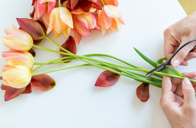 the girl cuts branches with scissors for a bouquet of fresh redyellow tulips