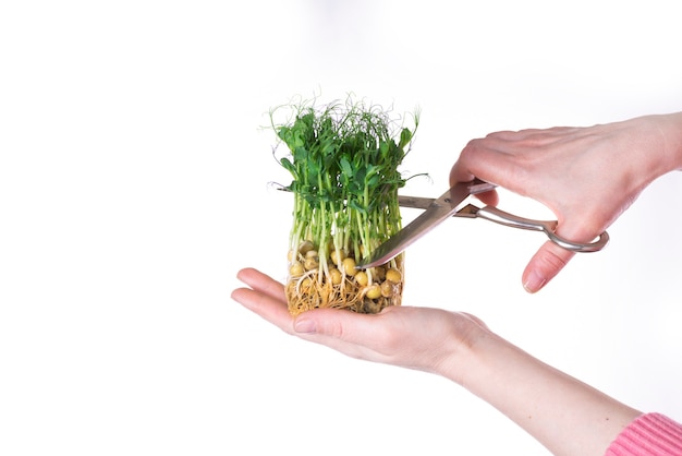 Girl cuts young sprouts of microgreens of green peas with scissors on a white background